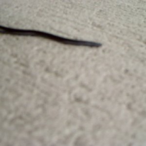 The Brahminy Blind Snake is the only snake species that is known to be parthenogenetic.  That is, it is an all female species that automatically begin