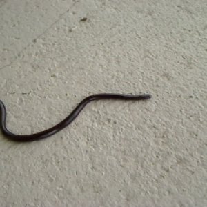 Brahminy Blind Snakes reach a length of about six inches.  They are very slender, being about the size of a piece of 
spaghetti, and shiny black in co