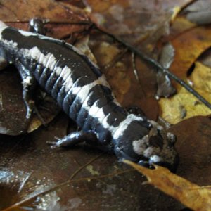 Another Ambystoma opacum