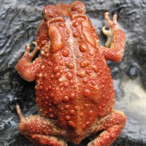 Red American toad.