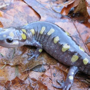 Ambystoma maculatum