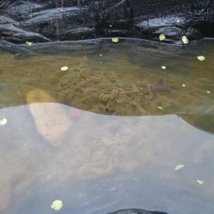 The fruits of my labor. I breed my American and Fowler's toads for their tadpoles to feed to my newts.