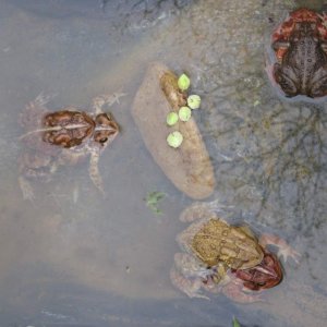 Breeding American and Fowlers toads.