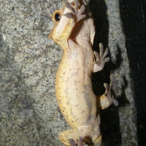 My second (tail-less) crested gecko adoption.