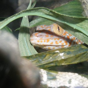 "Gustav"- my (tamed) Tokay.