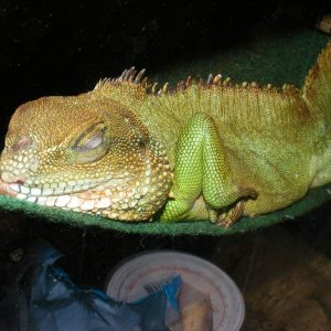 "Lizard-man" my adopted Chinese Water Dragon (sleeping)