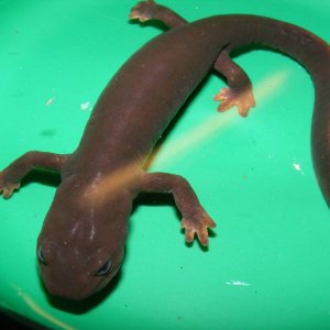 My Fire-Bellied Paddle Tailed Newt