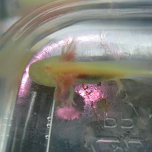 GFP golden albino axolotl