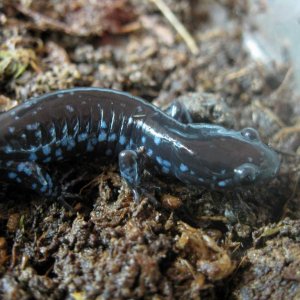 Juvenile Ambystoma laterale.