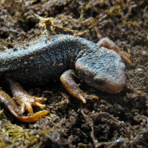 Tylototriton verrucosus