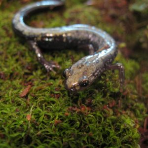 Plethodon hubrichti