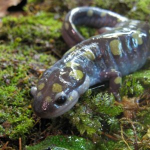 Ambystoma maculatum