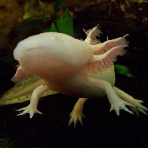 my adult albino male