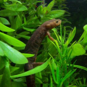 fed my newest newt just a juvional