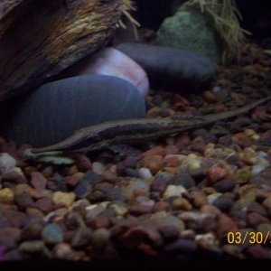 twig catfish