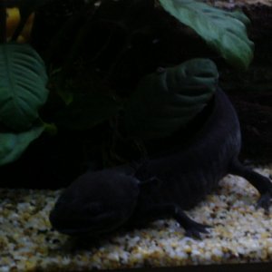 Axolotl Eros