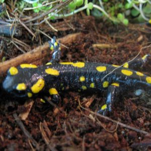 Salamandra salamandra salamandra