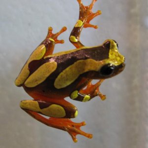 Clown Tree Frog