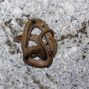 April 2009 Close up of the brown snake