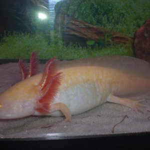 Golden Albino w/ flash