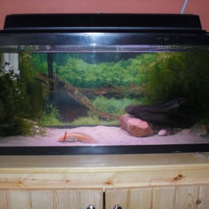 Axolotl Tank