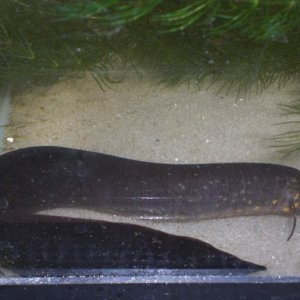 Baby South American Lungfish before it decided to commit suicide