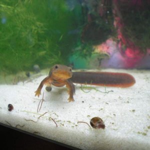 Paddletail Newt