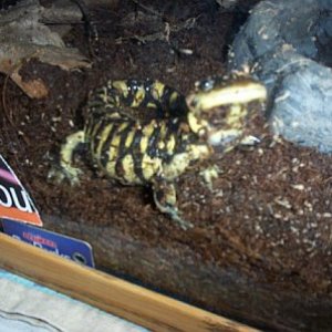 My Tiger Salamander "Clay".