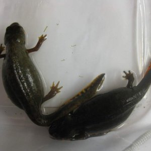 Gravid Cynops cyanurus.