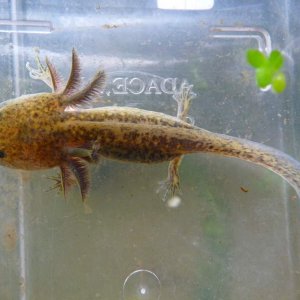 Golden Green Axolotl 01