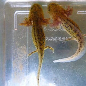 Golden green Axolotl 02