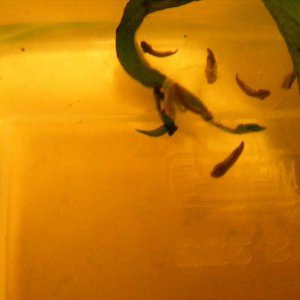 Axolotl eggs