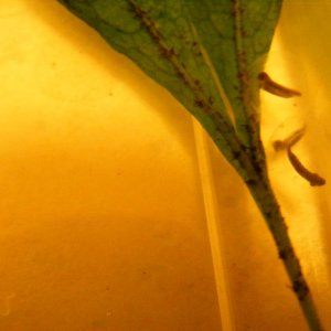 Axolotl eggs