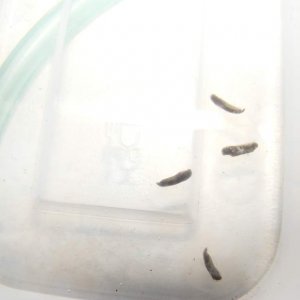 Axolotl eggs