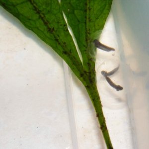 Axolotl eggs (on Java Fern leaf)