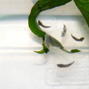 Axolotl eggs (on Java Fern leaf)