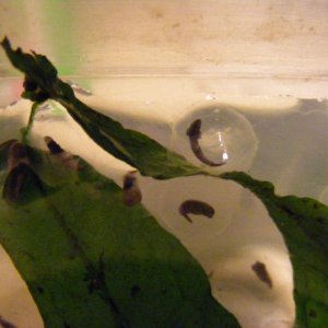 Axolotl eggs (on Java Fern leaf)