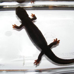 My Paddletail in a glass dish for photographing.