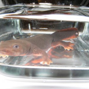 My Paddletail in a glass dish for photographing.