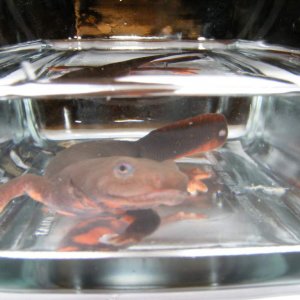 My Paddletail in a glass dish for photographing.