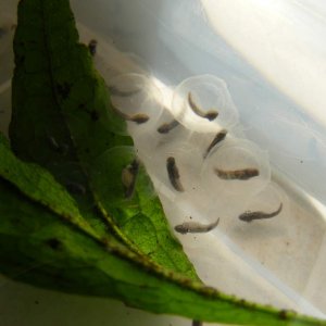 Axolotl Eggs