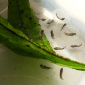 Axolotl Eggs