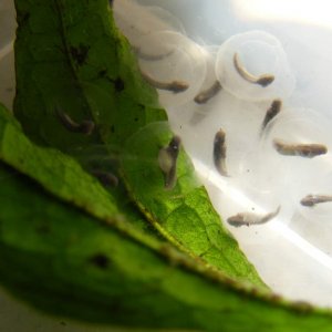 Axolotl Eggs