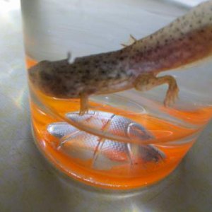 This is my green frog tadpole (Rana clamitans) in a glass cup filled with spring water while I was changing its water.