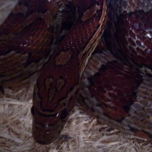 cornsnake