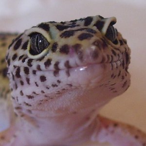 leopardgecko