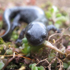 Ambystoma texanum. The smallmouth salamander for obvious reasons.