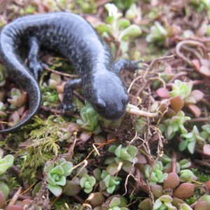 Ambystoma texanum