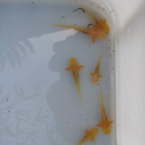 gold axies