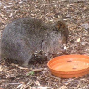 All tours start with furry things, so here is a Quokka that has found the food dish.